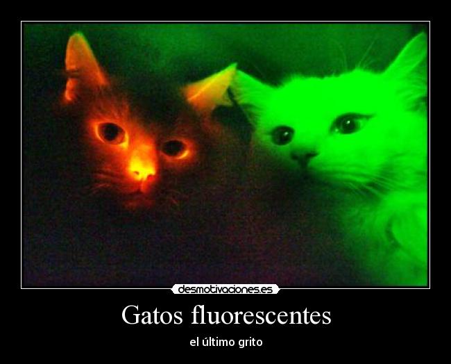 Gatos fluorescentes - 