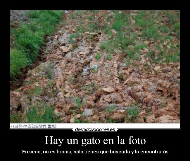 Hay un gato en la foto - En serio, no es broma, sólo tienes que buscarlo y lo encontrarás