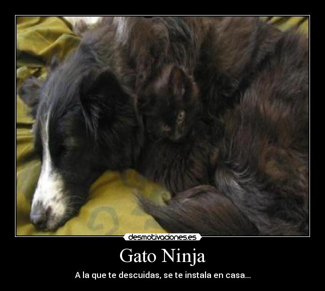 Gato Ninja - A la que te descuidas, se te instala en casa...