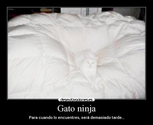 Gato ninja - Para cuando lo encuentres, será demasiado tarde...