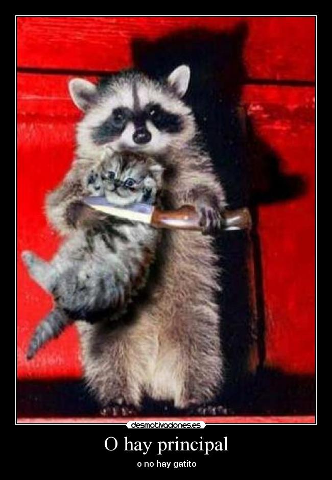 O hay principal -