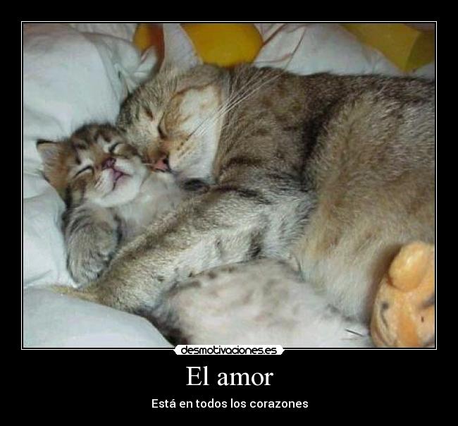 El amor - 