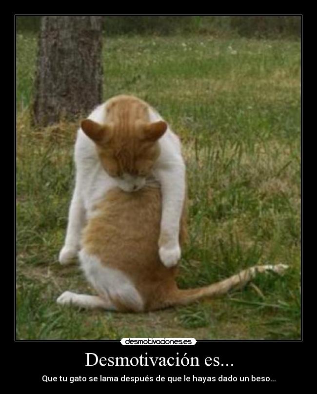 Desmotivación es... - Que tu gato se lama después de que le hayas dado un beso...
