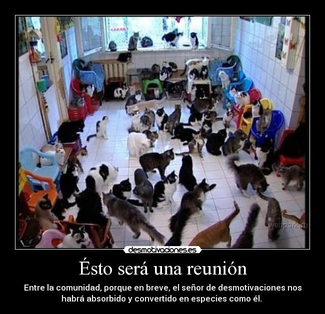 carteles desmotivaciones reunion obsorber convertir especies gatos senor desmotivaciones