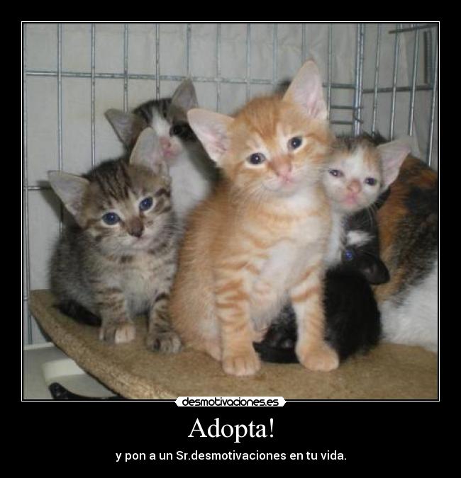 Adopta! -