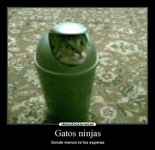 Gatos ninjas -