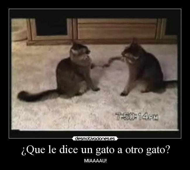 carteles gatos desmotivaciones