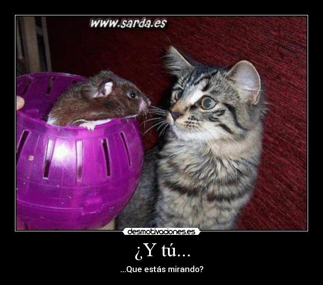 ¿Y tú... - ...Que estás mirando?