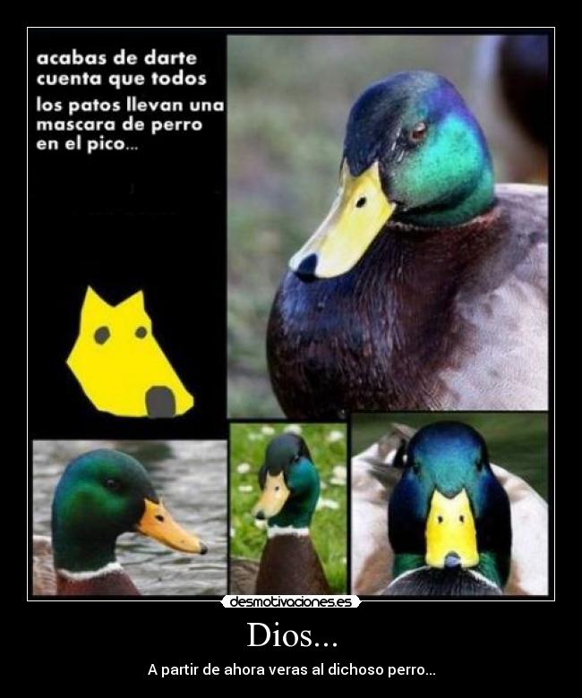 carteles dios patos perro desmotivaciones