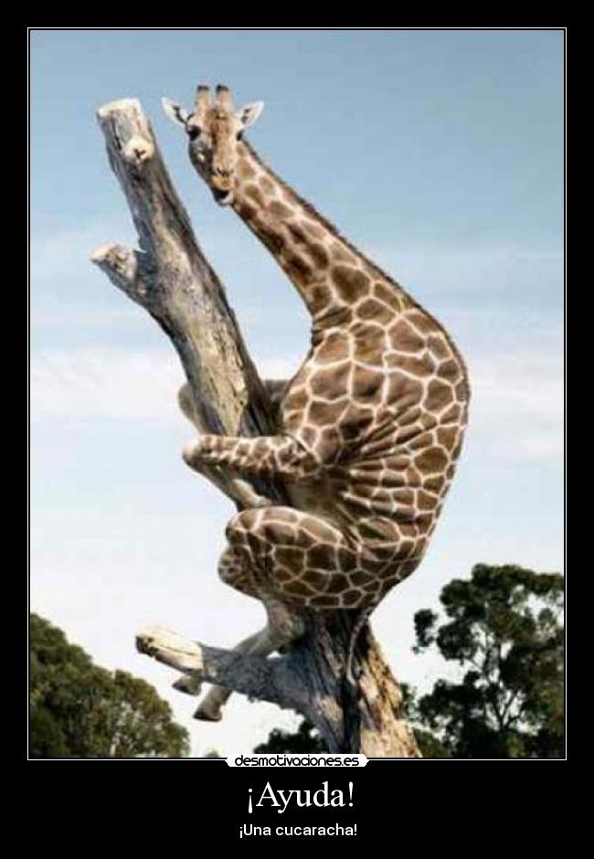 carteles ayuda cucaracha jirafa arbol ayuda pipas desmotivaciones