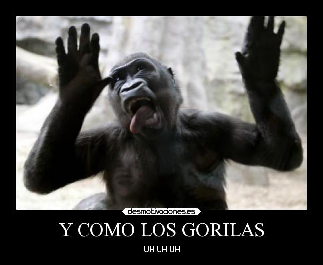 Y COMO LOS GORILAS - 