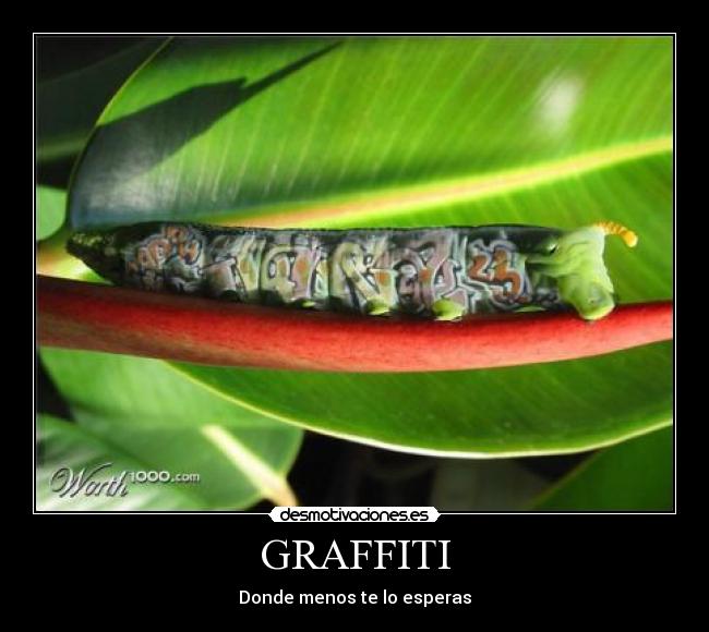 GRAFFITI - 