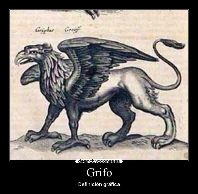 Grifo - 