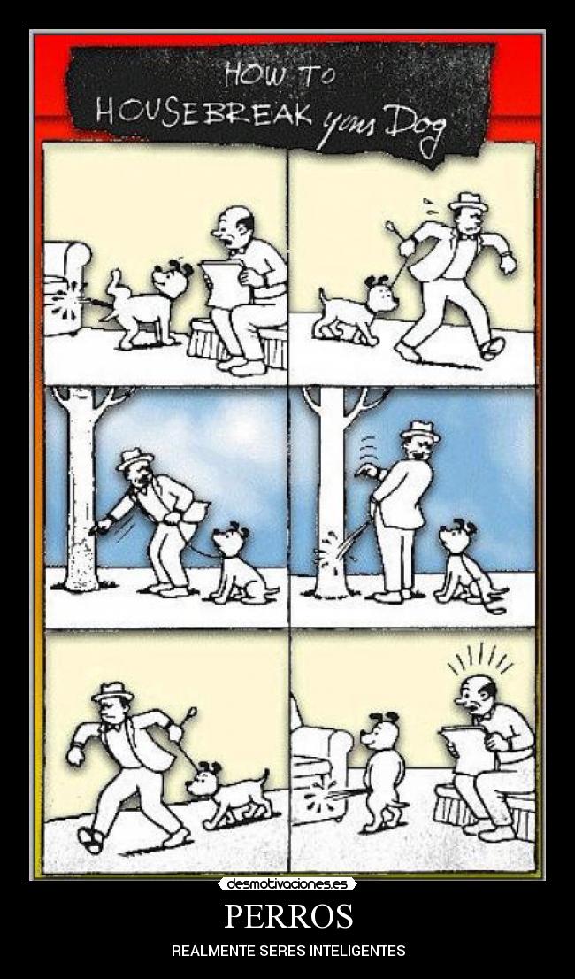 PERROS - REALMENTE SERES INTELIGENTES