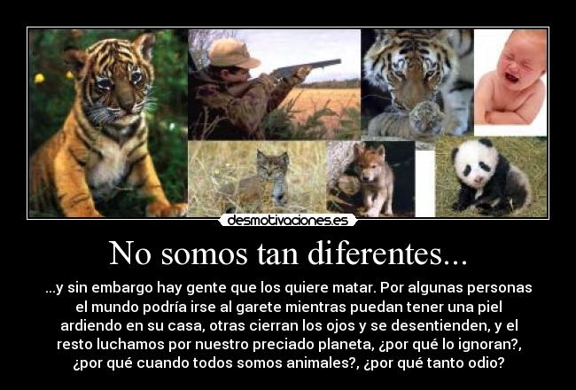 No somos tan diferentes... - ...y sin embargo hay gente que los quiere matar. Por algunas personas
el mundo podría irse al garete mientras puedan tener una piel
ardiendo en su casa, otras cierran los ojos y se desentienden, y el
resto luchamos por nuestro preciado planeta, ¿por qué lo ignoran?,
¿por qué cuando todos somos animales?, ¿por qué tanto odio?