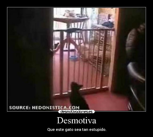 Desmotiva - Que este gato sea tan estupido.