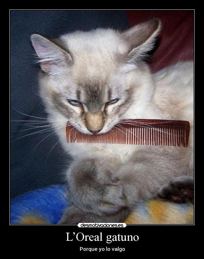 L’Oreal gatuno - 