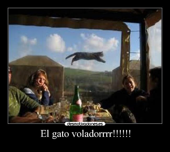 El gato voladorrrr!!!!!! - 