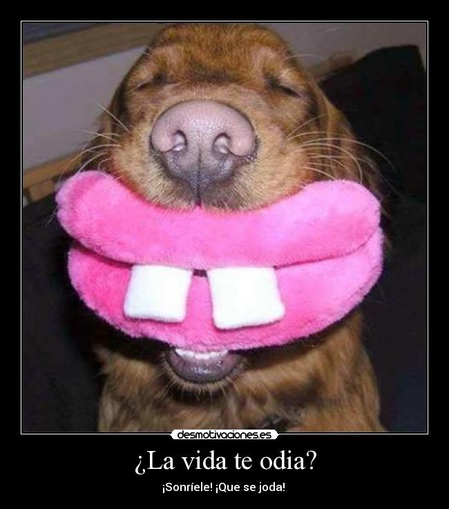 ¿La vida te odia? - ¡Sonríele! ¡Que se joda! ツ