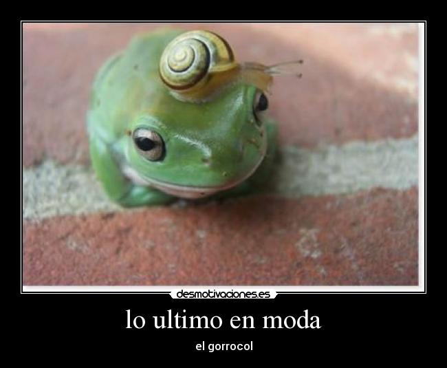 lo ultimo en moda - el gorrocol