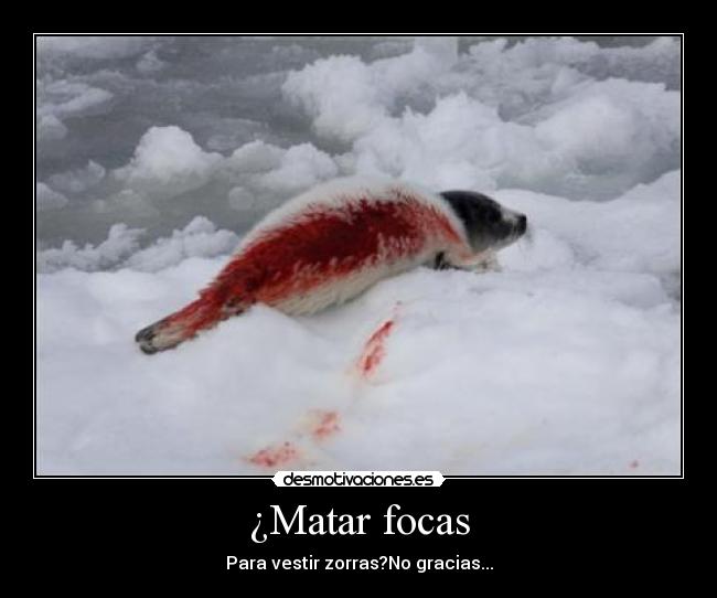 ¿Matar focas -