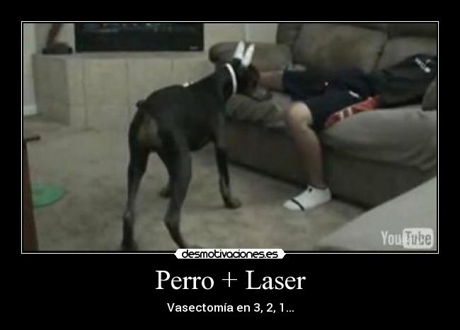 carteles perro laser mordisco markithoz desmotivaciones