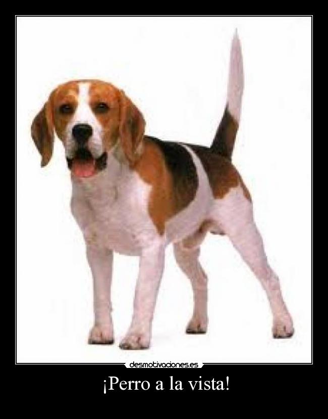 ¡Perro a la vista! -