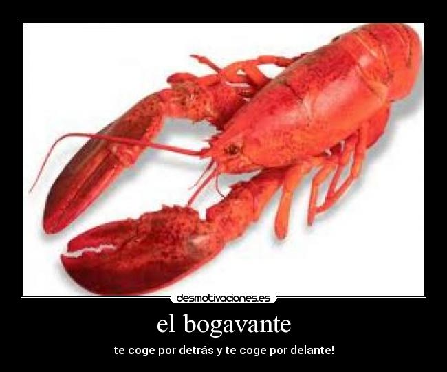 el bogavante - 