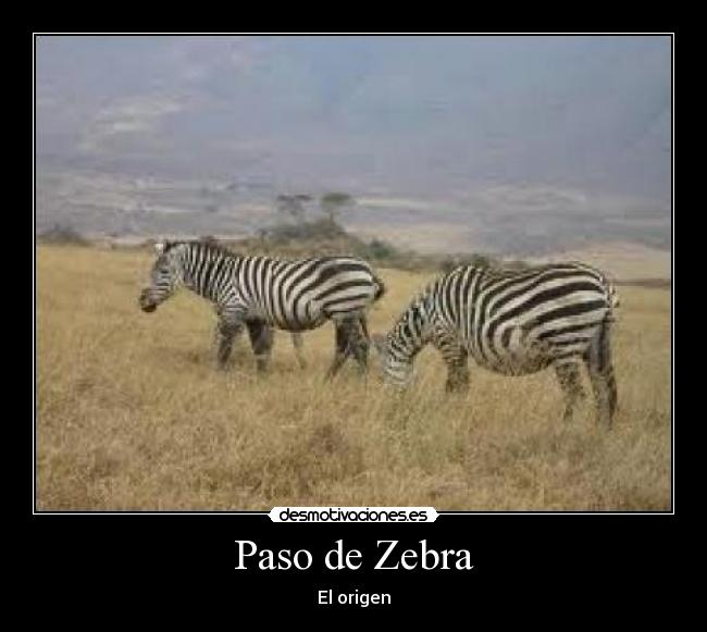 Paso de Zebra - El origen