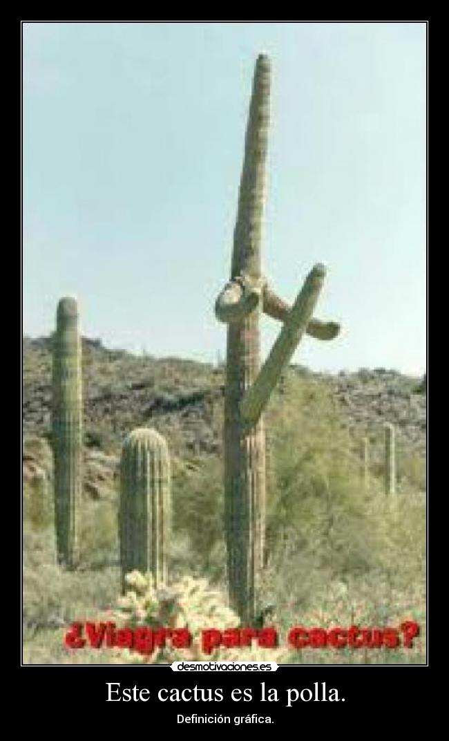 Este cactus es la polla. - Definición gráfica.