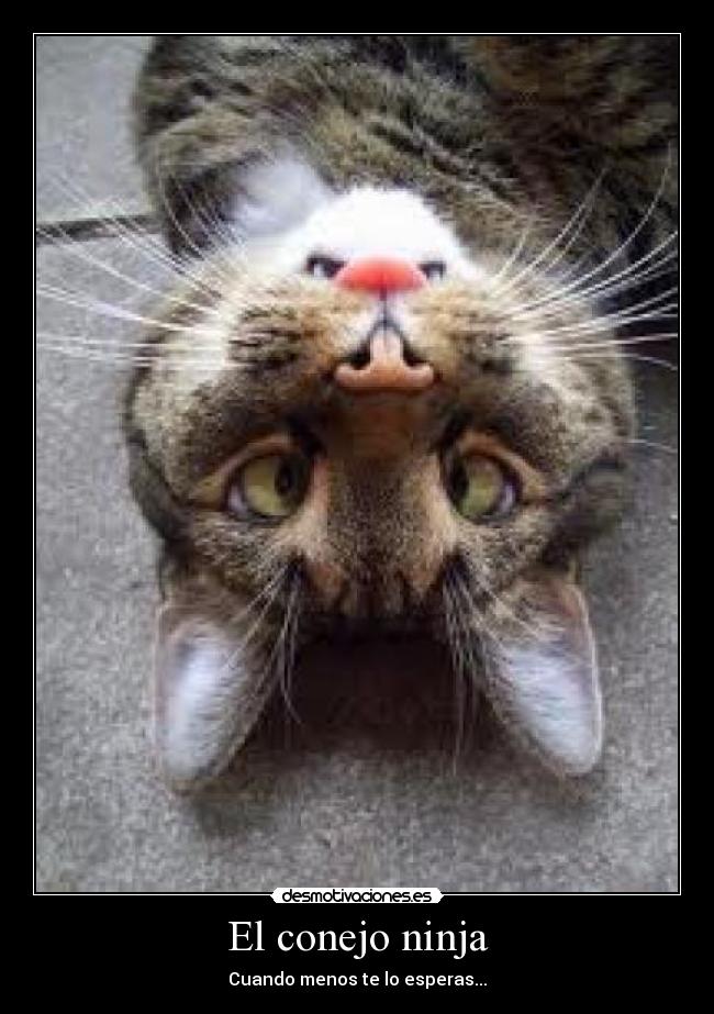 carteles conejo ninja gatosdel reves desmotivaciones