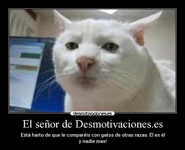 El señor de Desmotivaciones.es - Está harto de que le comparéis con gatos de otras razas. Él es él y nadie mas!