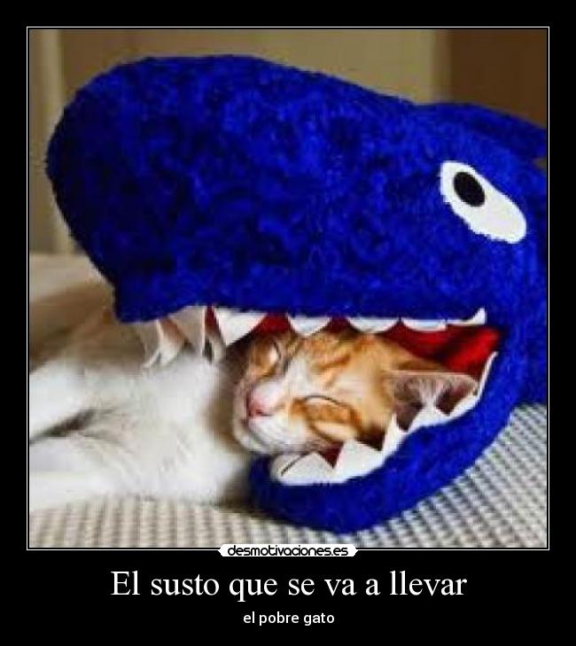 carteles nooo gatitooooooo desmotivaciones