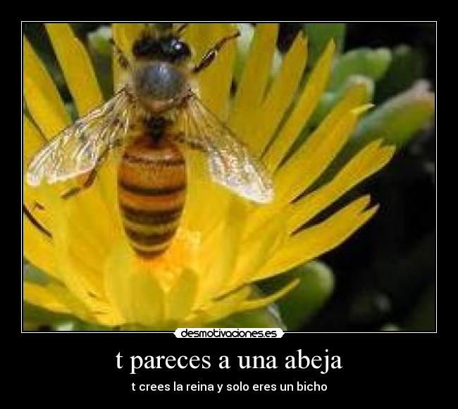 t pareces a una abeja - t crees la reina y solo eres un bicho