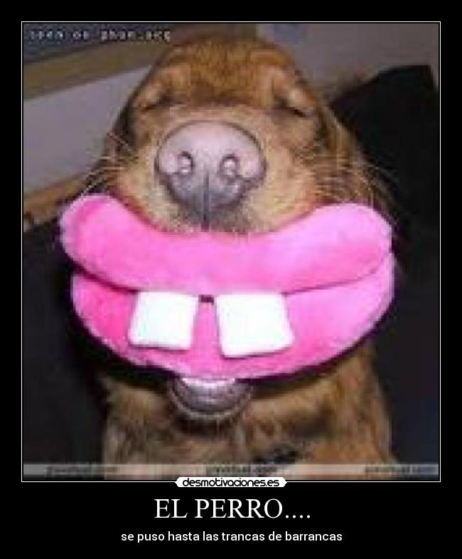 EL PERRO.... -