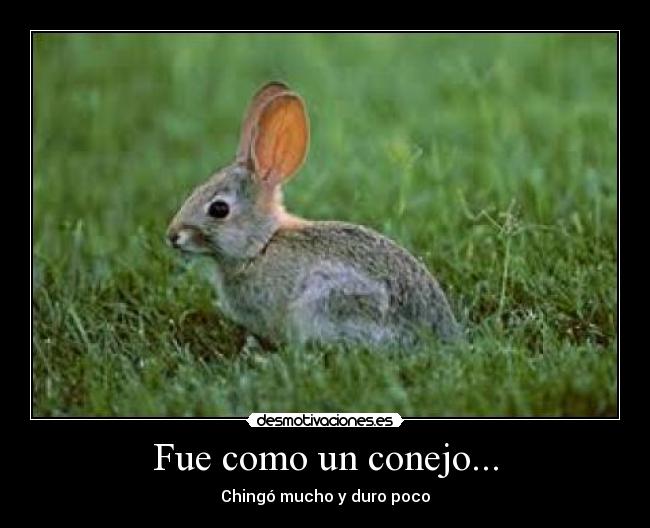 Fue como un conejo... - 