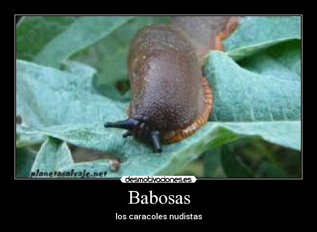 Babosas - 