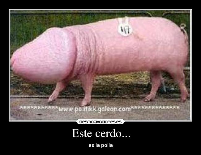 Este cerdo... - 