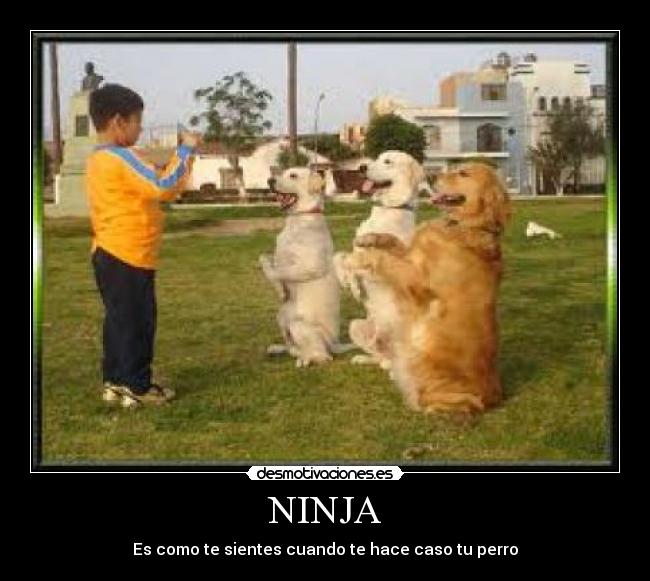 NINJA Desmotivaciones