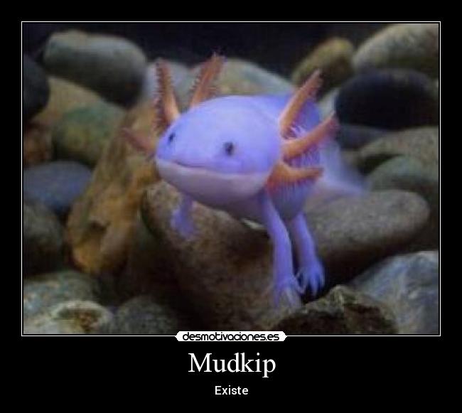 Mudkip -