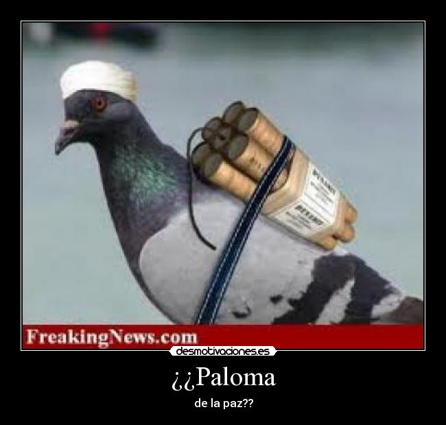 ¿¿Paloma - 