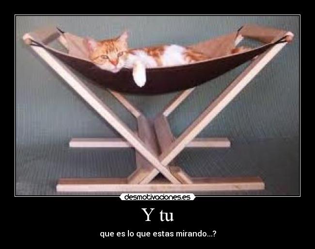 Y tu - que es lo que estas mirando...?