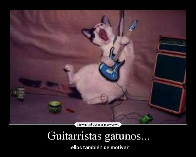 Guitarristas gatunos... - ...ellos también se motivan