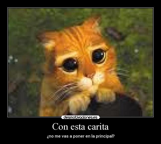 carteles gato desmotivaciones