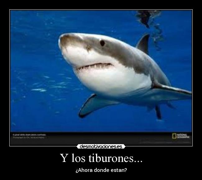 Y los tiburones... - 