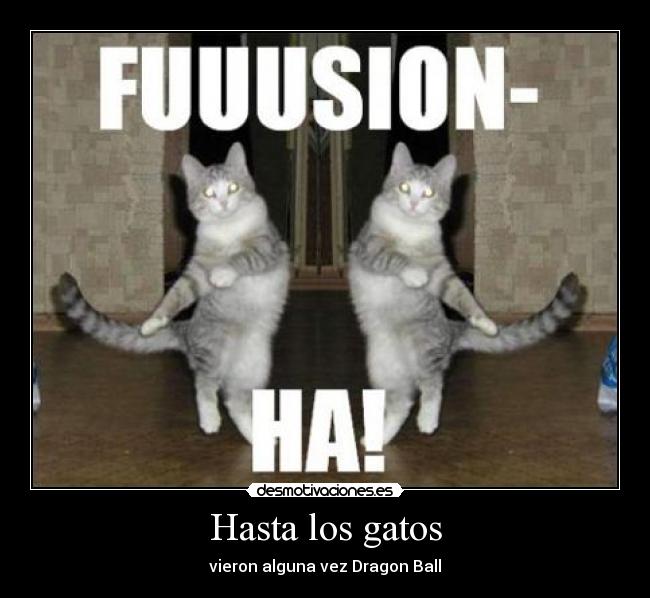Hasta los gatos - vieron alguna vez Dragon Ball