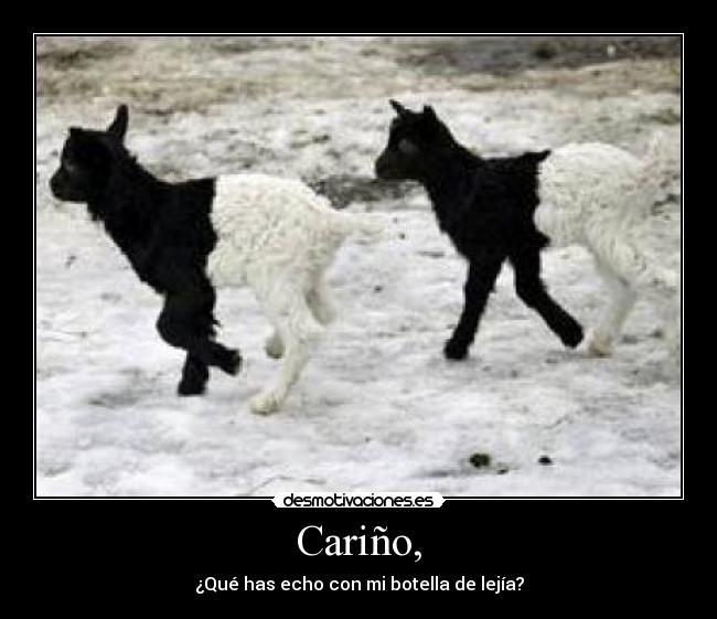 Cariño, - ¿Qué has echo con mi botella de lejía?