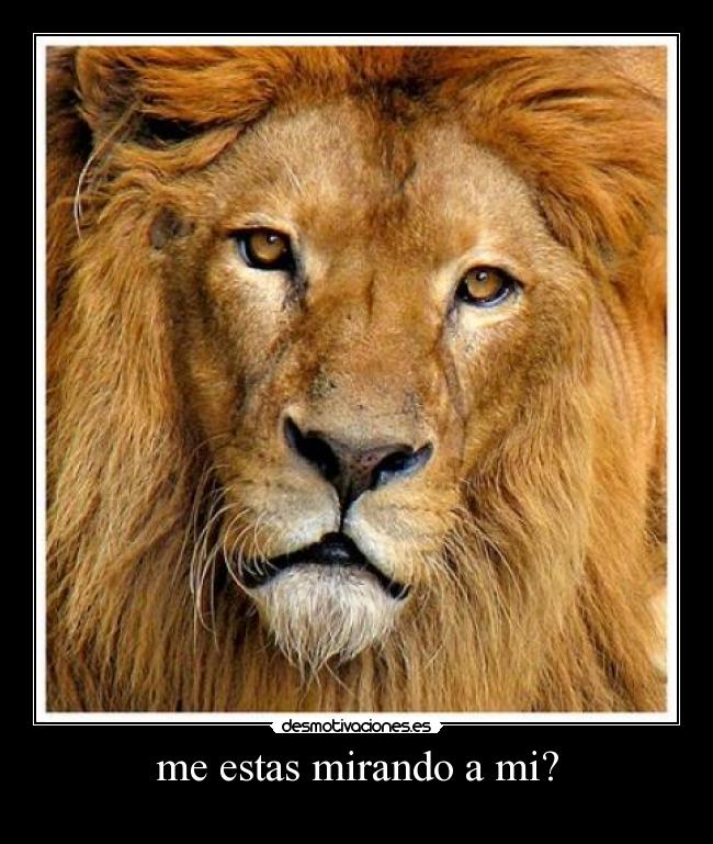 me estas mirando a mi? - 