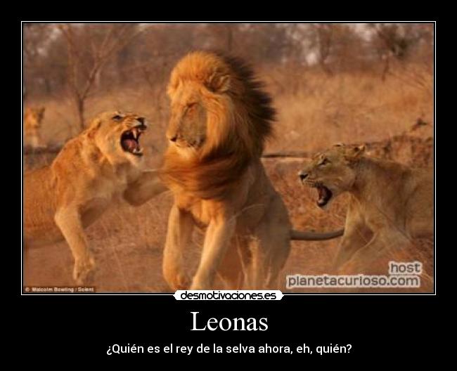 Leonas - ¿Quién es el rey de la selva ahora, eh, quién?