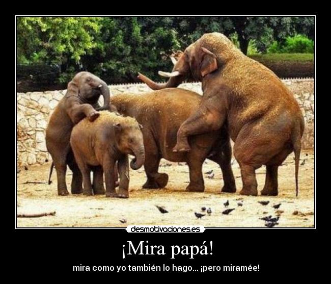 ¡Mira papá! - mira como yo también lo hago... ¡pero miramée!